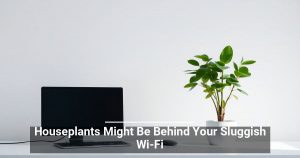 Houseplants Might Be Behind Your Sluggish Wi-Fi